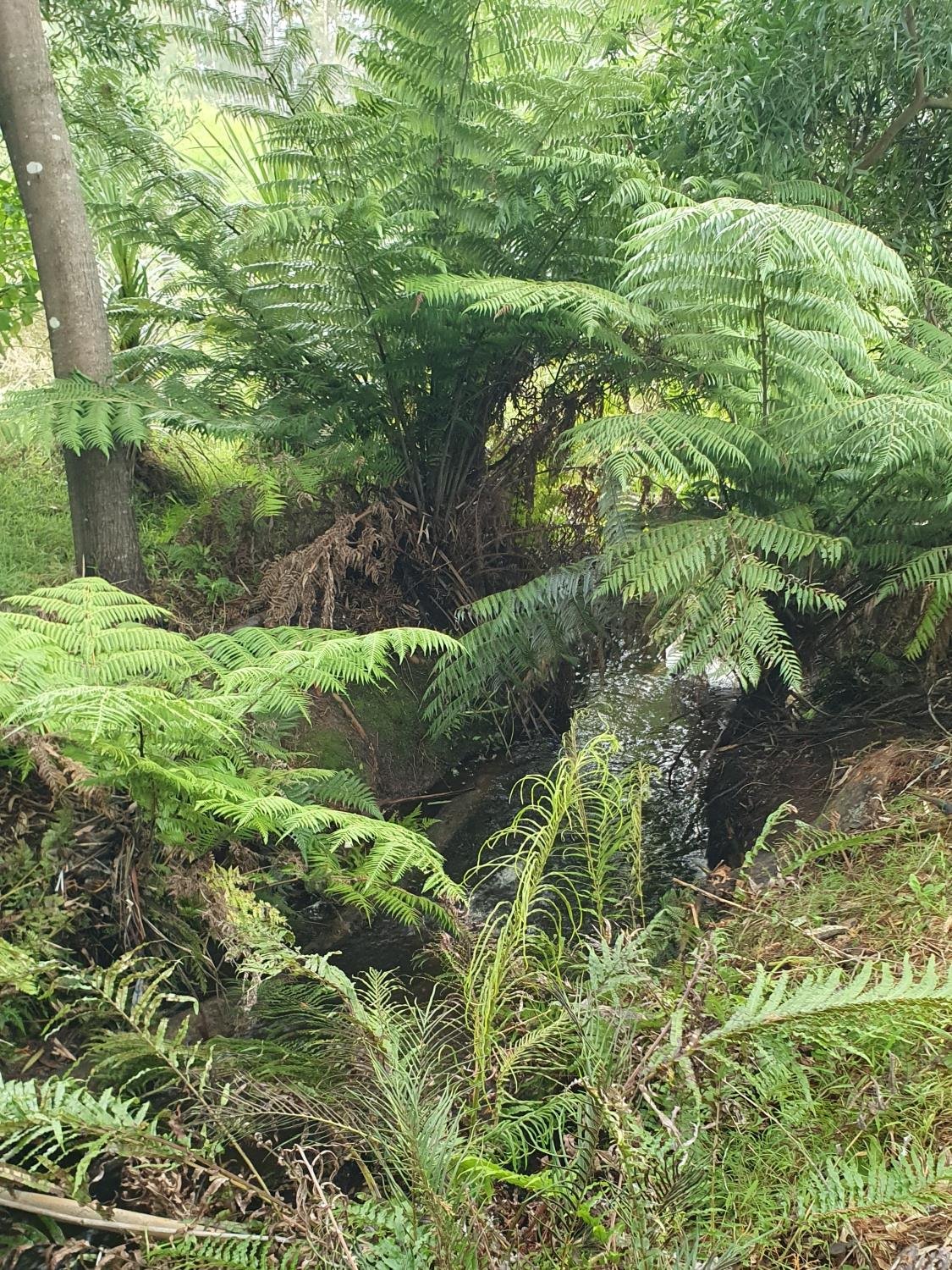 20250419_Lot 10 stream 2 cropped website.jpg