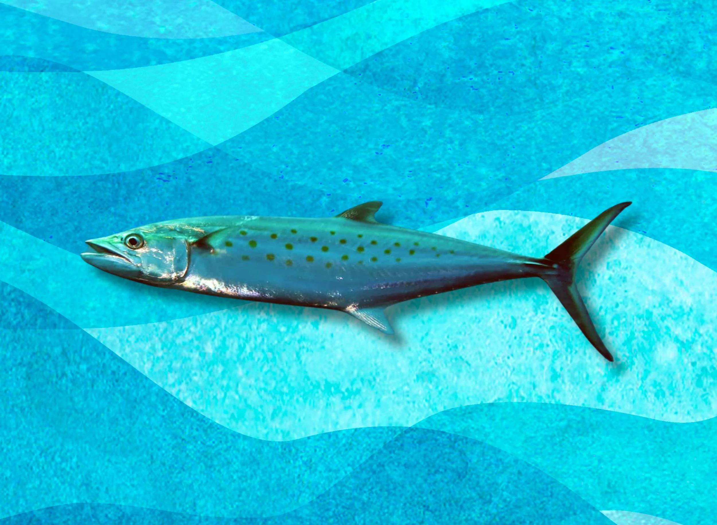 SpanishMackerel.jpg