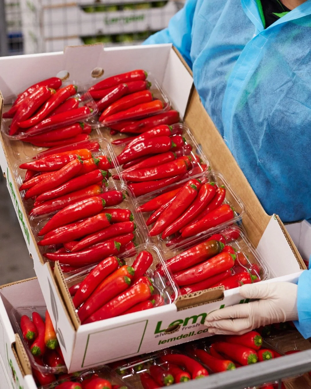 That Deep Red 🔥 | Long Red Chillies
There’s something special about the rich, vibrant red of long red chillies, bold in colour, big on flavour.
Now available in retail-ready packs from Lemdell, these products bring the heat straight to our i