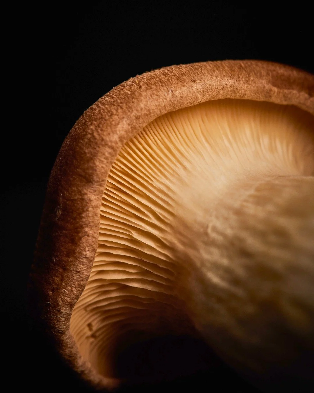 Attention to Detail 👌 | That’s the Lemdell Way
From the market floor to the retail shelf, it’s the little things that make the big difference. Every box, every pack, every piece of produce, is handled with care, pride, and precision.
B