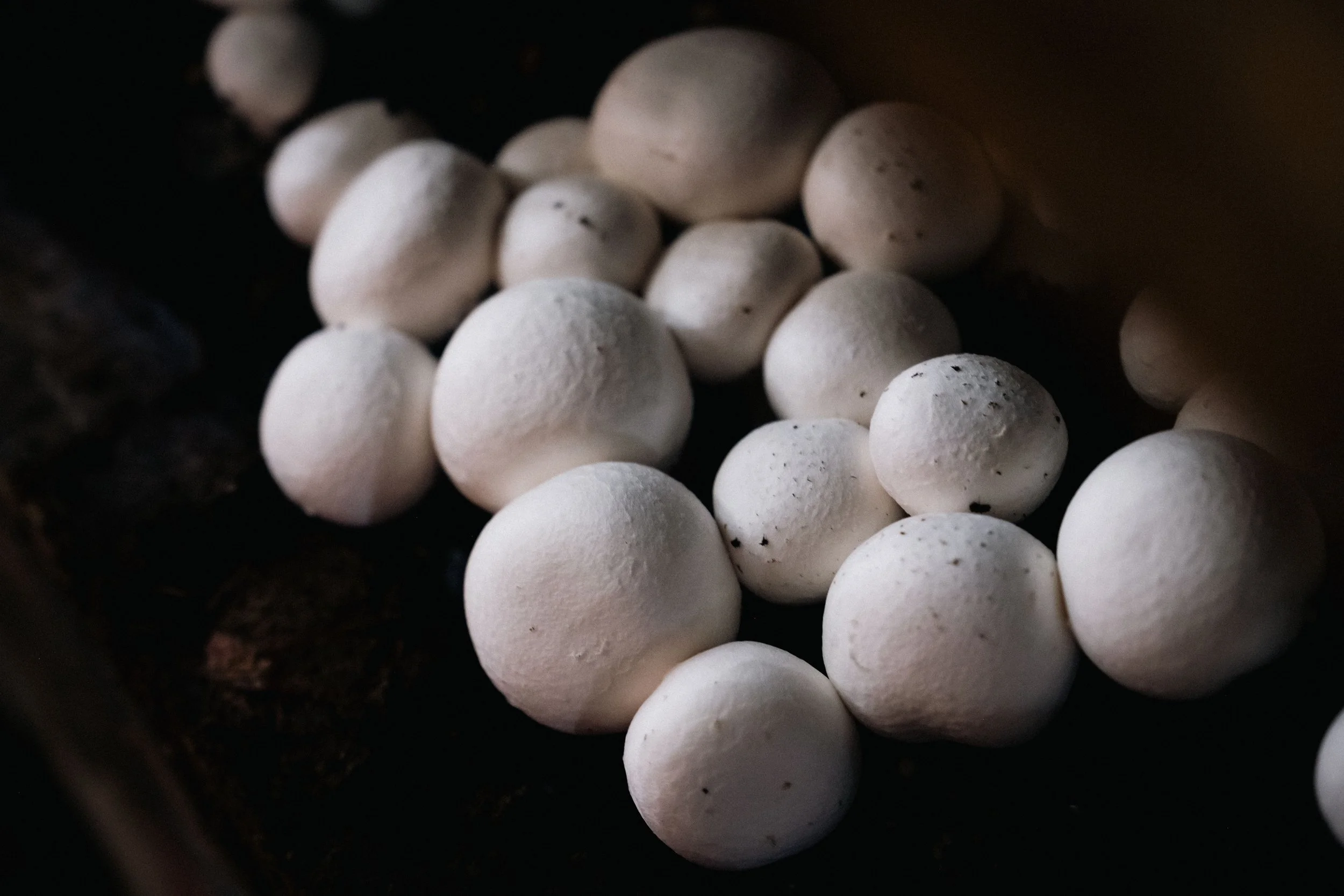 MERNDA MUSHROOM FARM