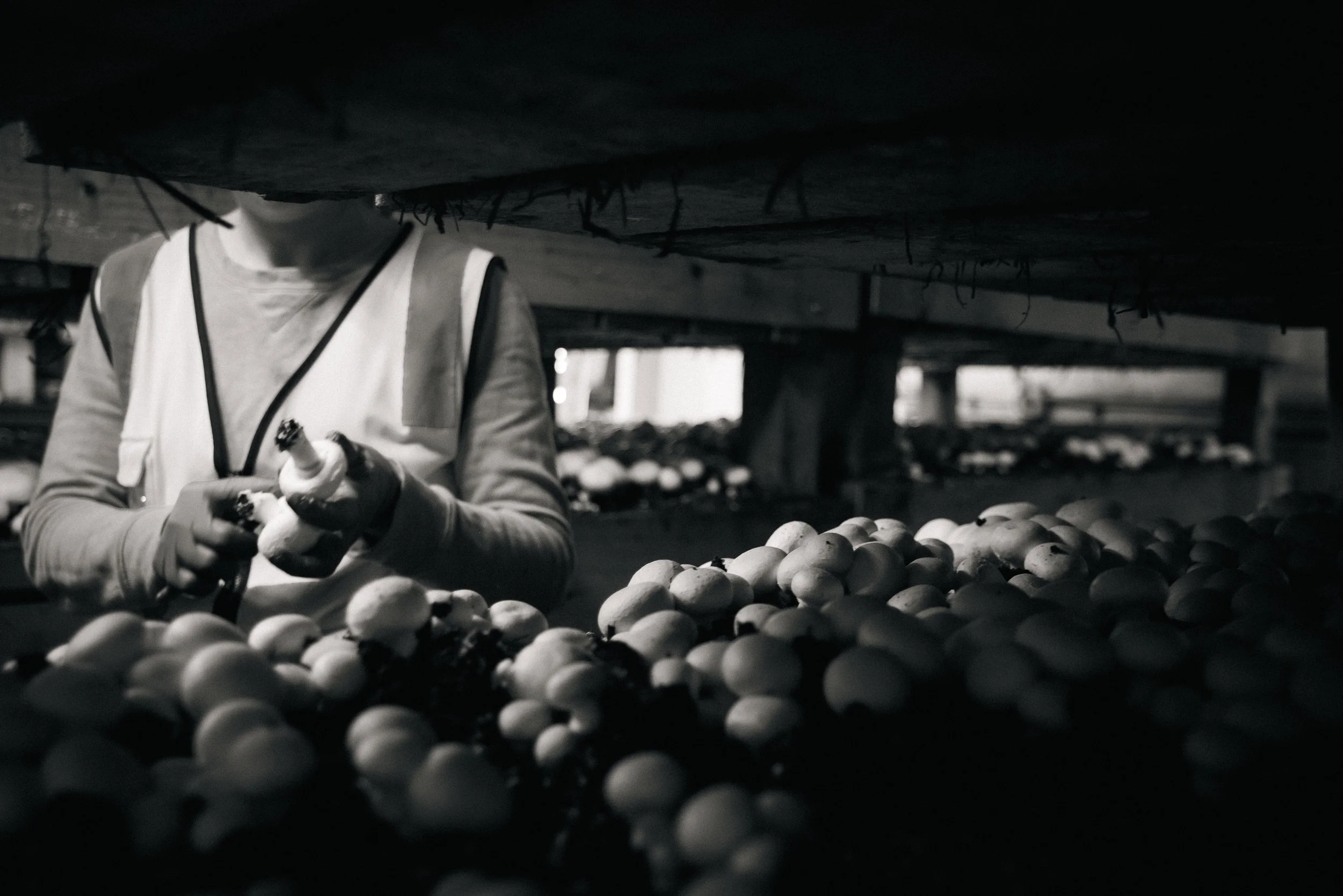 Grower: Mernda Mushroom Farm