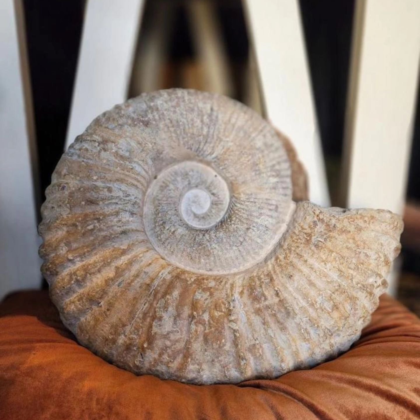 SOLD! 
Our giant fossilized ammonite, measuring 16 inches tall and 20 inches wide, sold today! 
Do you have any larger pieces you've been eyeing and waiting for the perfect time to get? This weekend is the time to get it! With 15% off store wide*, yo