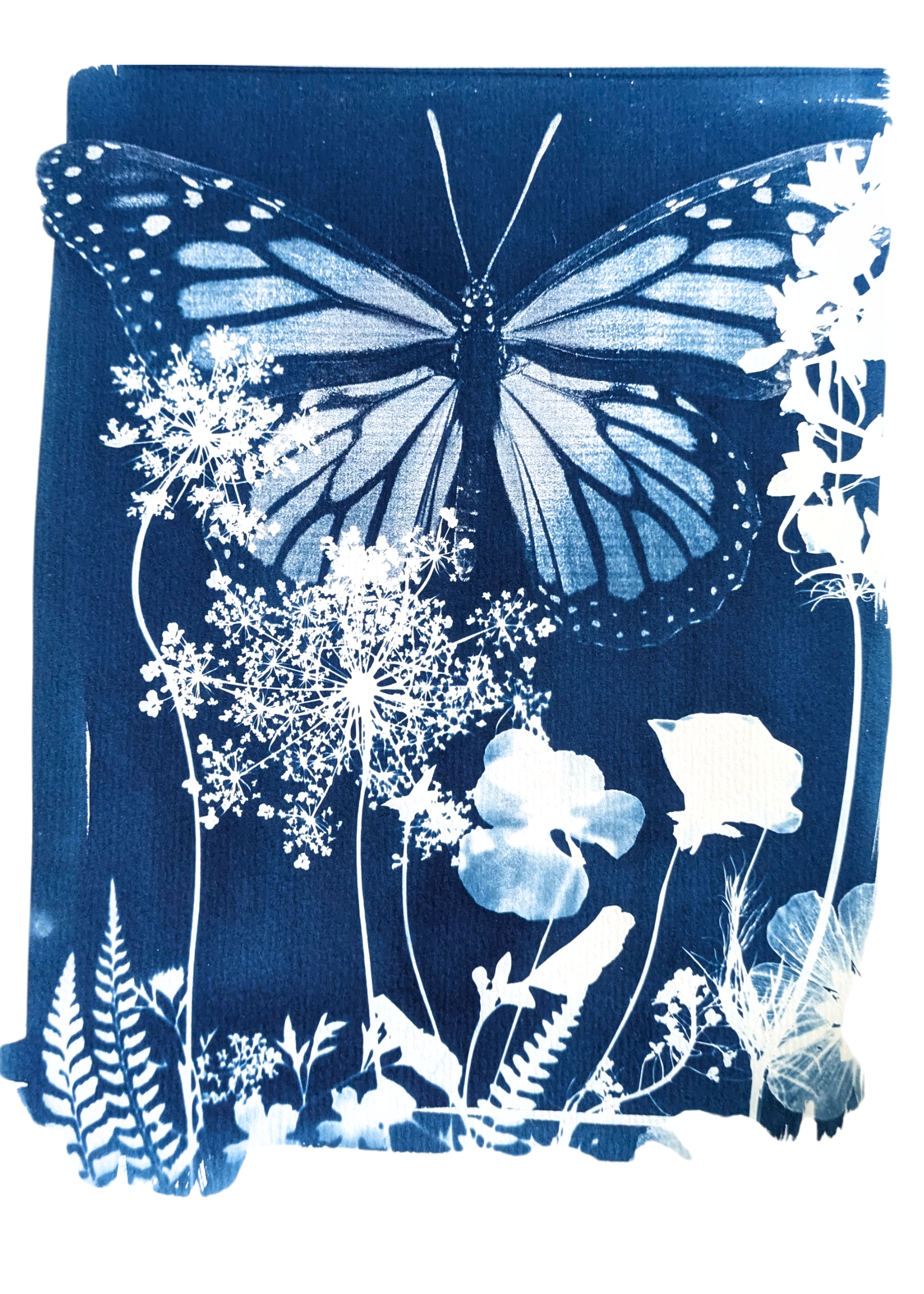 cbthomas_monarch_cyanotype.png