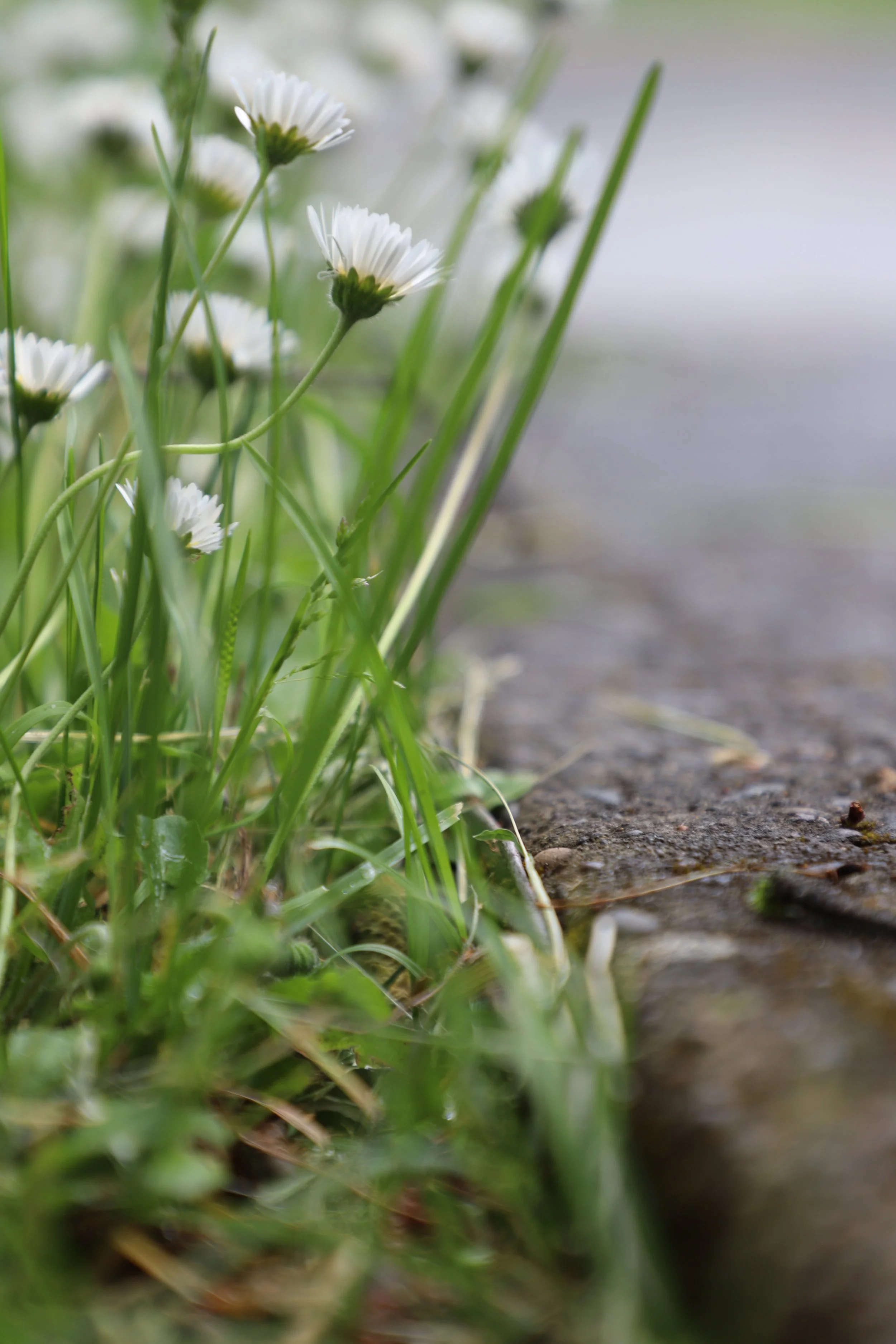 Close-up of small white daisies growing along a sidewalk