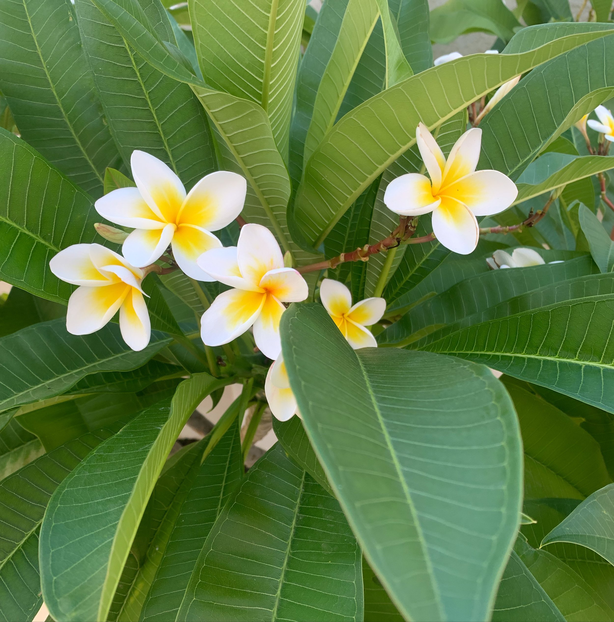 Frangipani in bloom