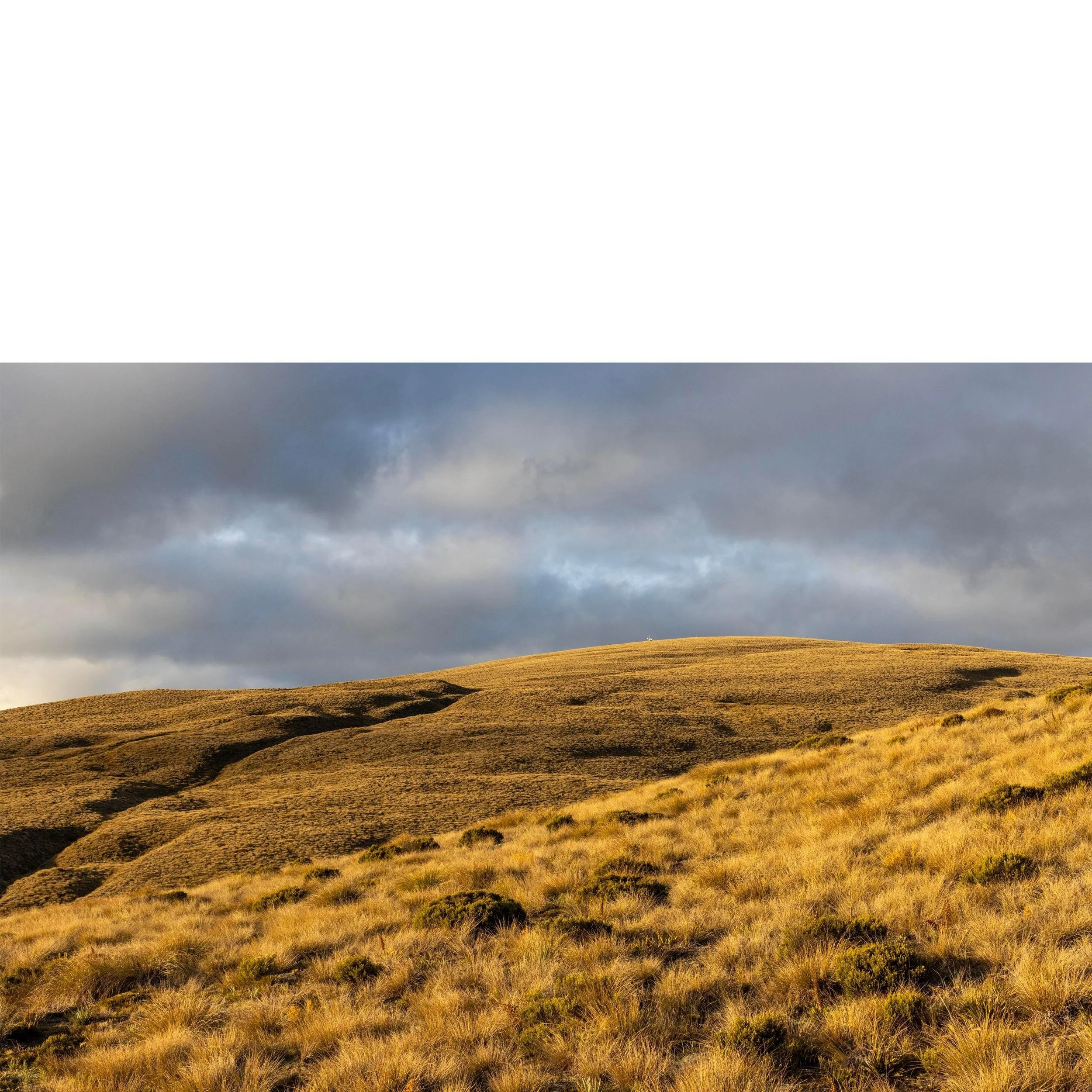 Tussock Country