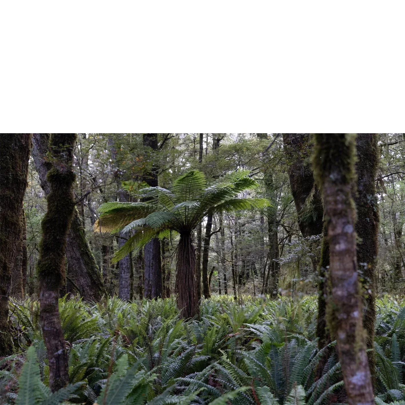 kingfern.webp