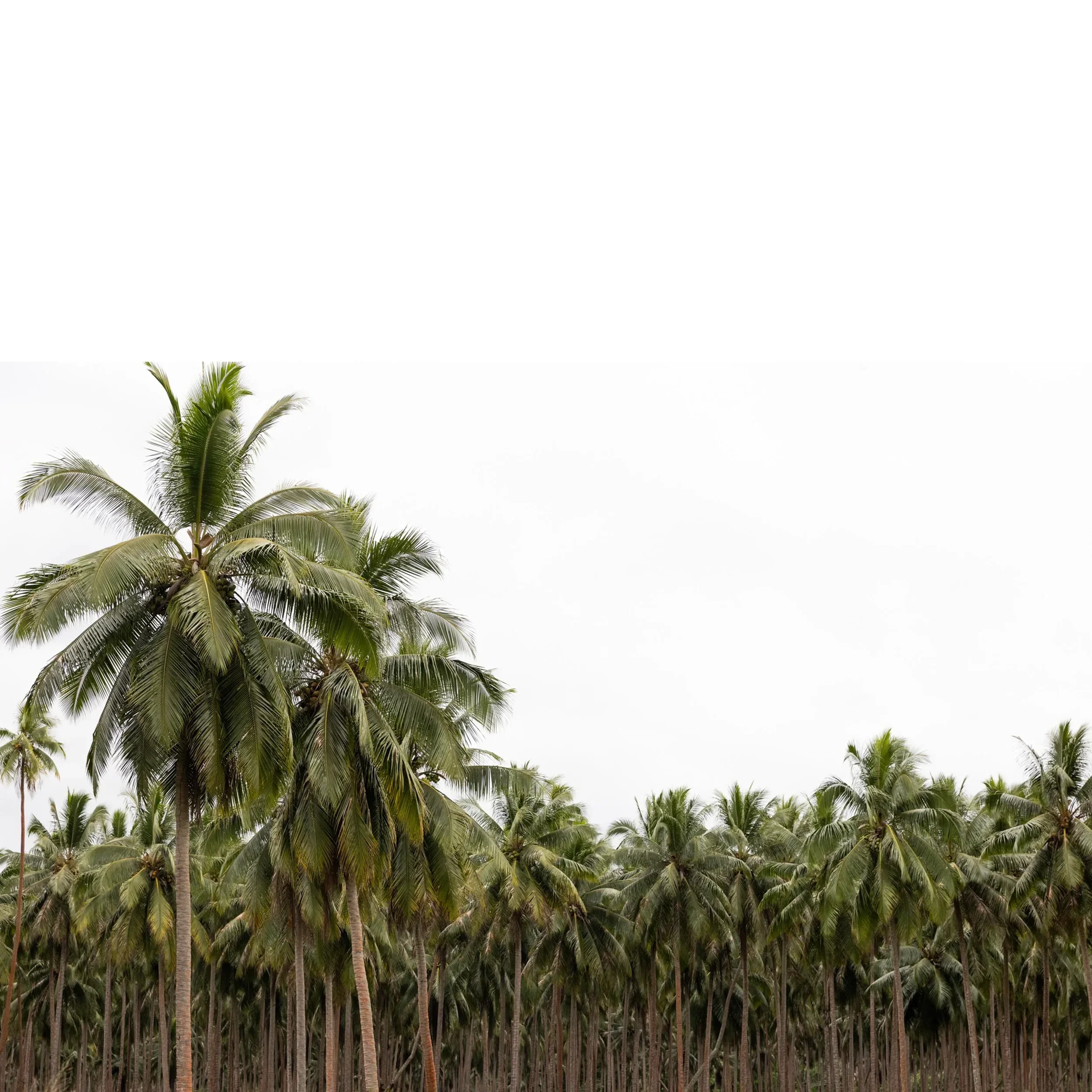 CoconutForest.webp