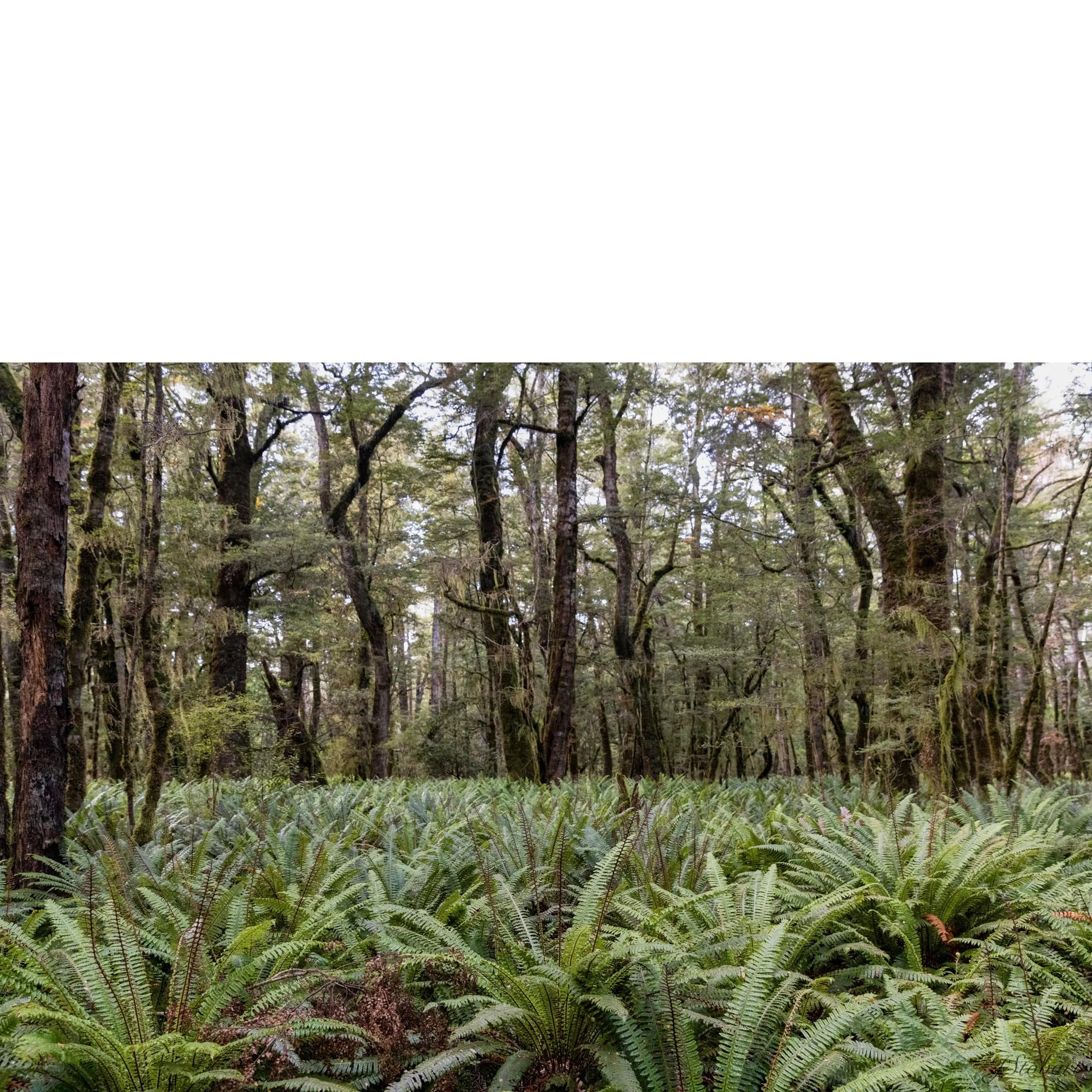 FernForest.jpg