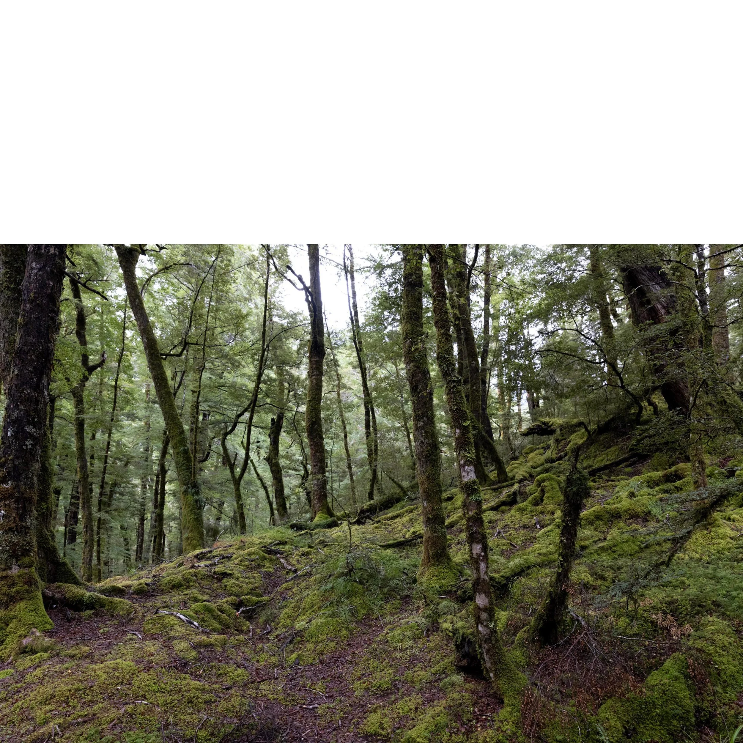 Routeburn Forest
