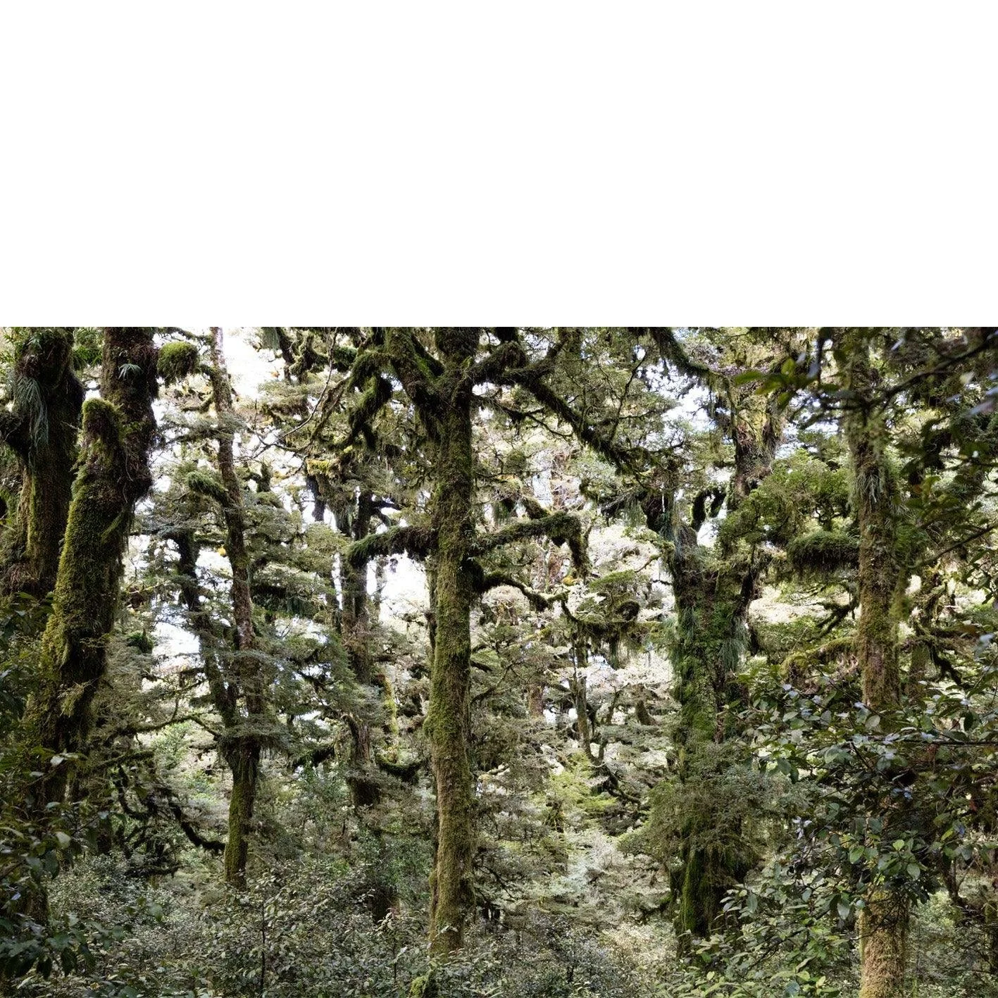 Waikaromoanaforest.jpg