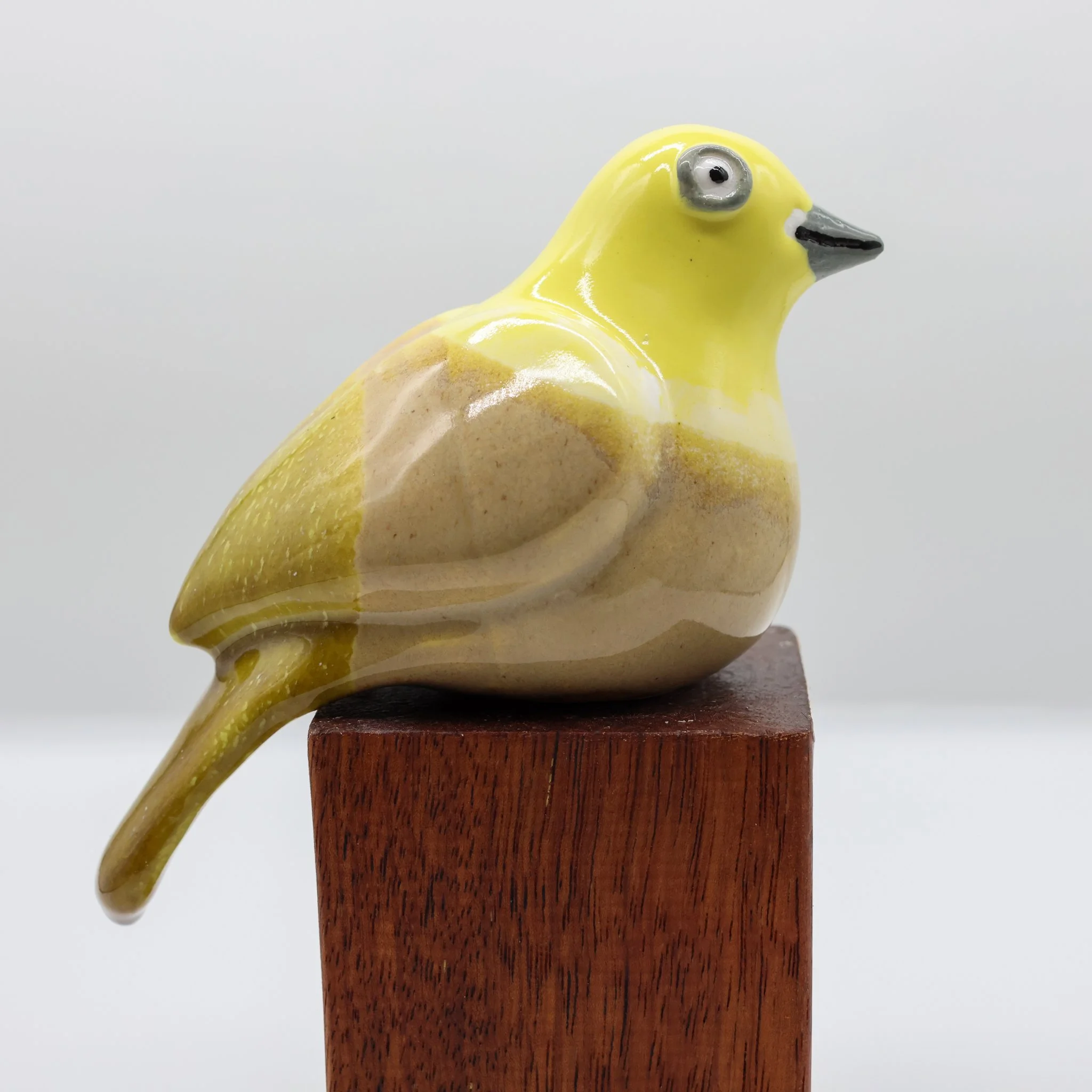 Mohua | Yellowhead