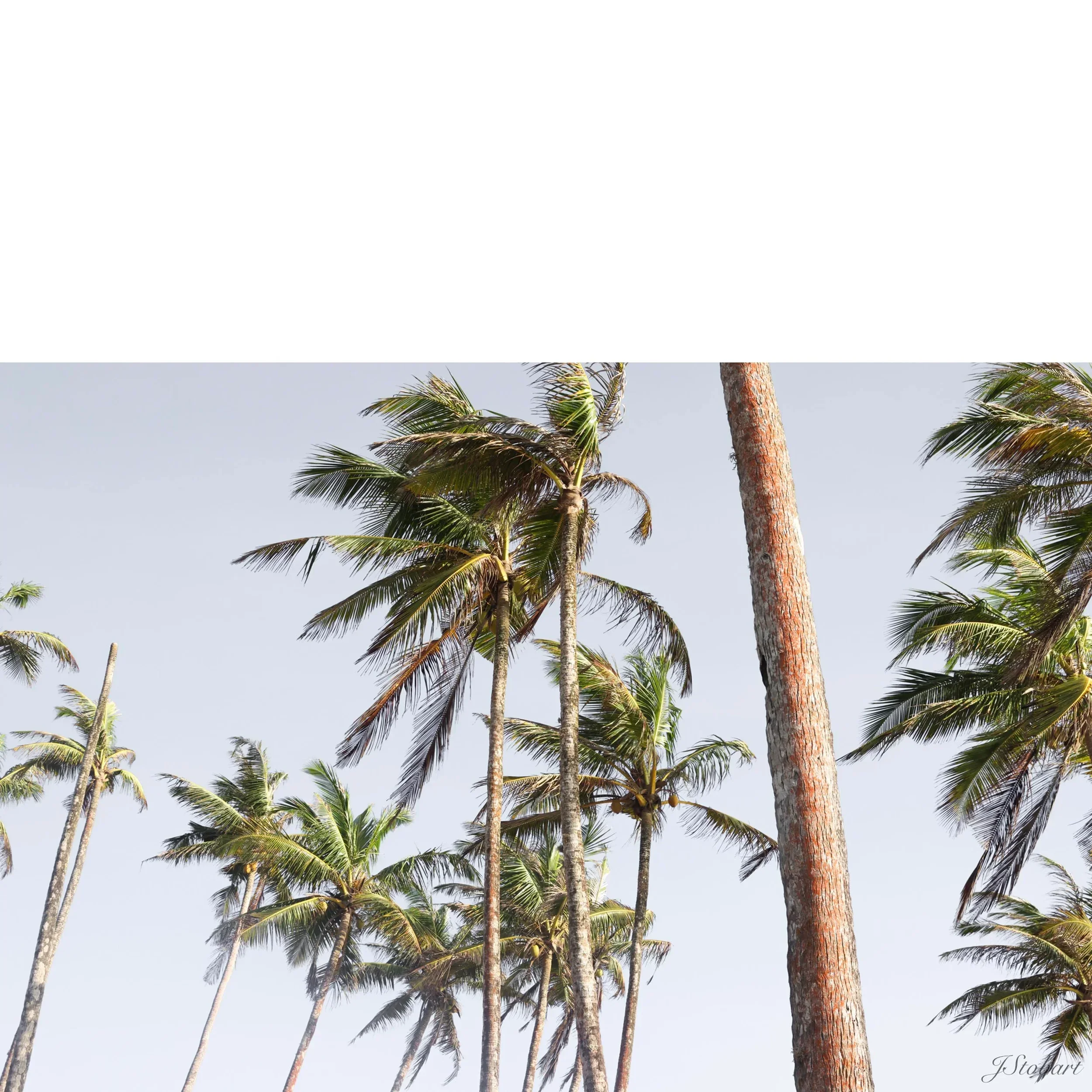 TradeWinds.webp