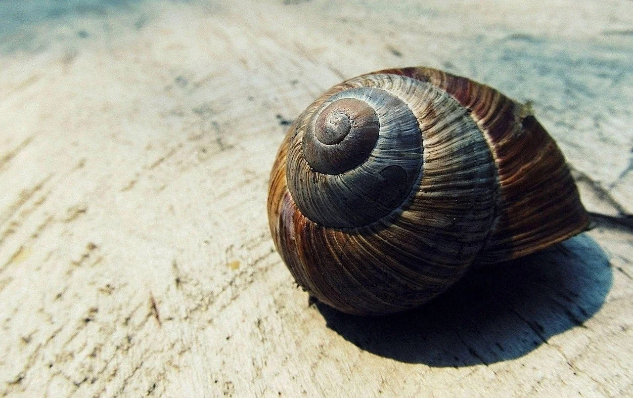 The human cochlea is shaped like a snail shell. Advanced medical technology now allows children who are born deaf to access verbal language development by placing a cochlear implant in the inner ear. Image by Monika from Pixabay