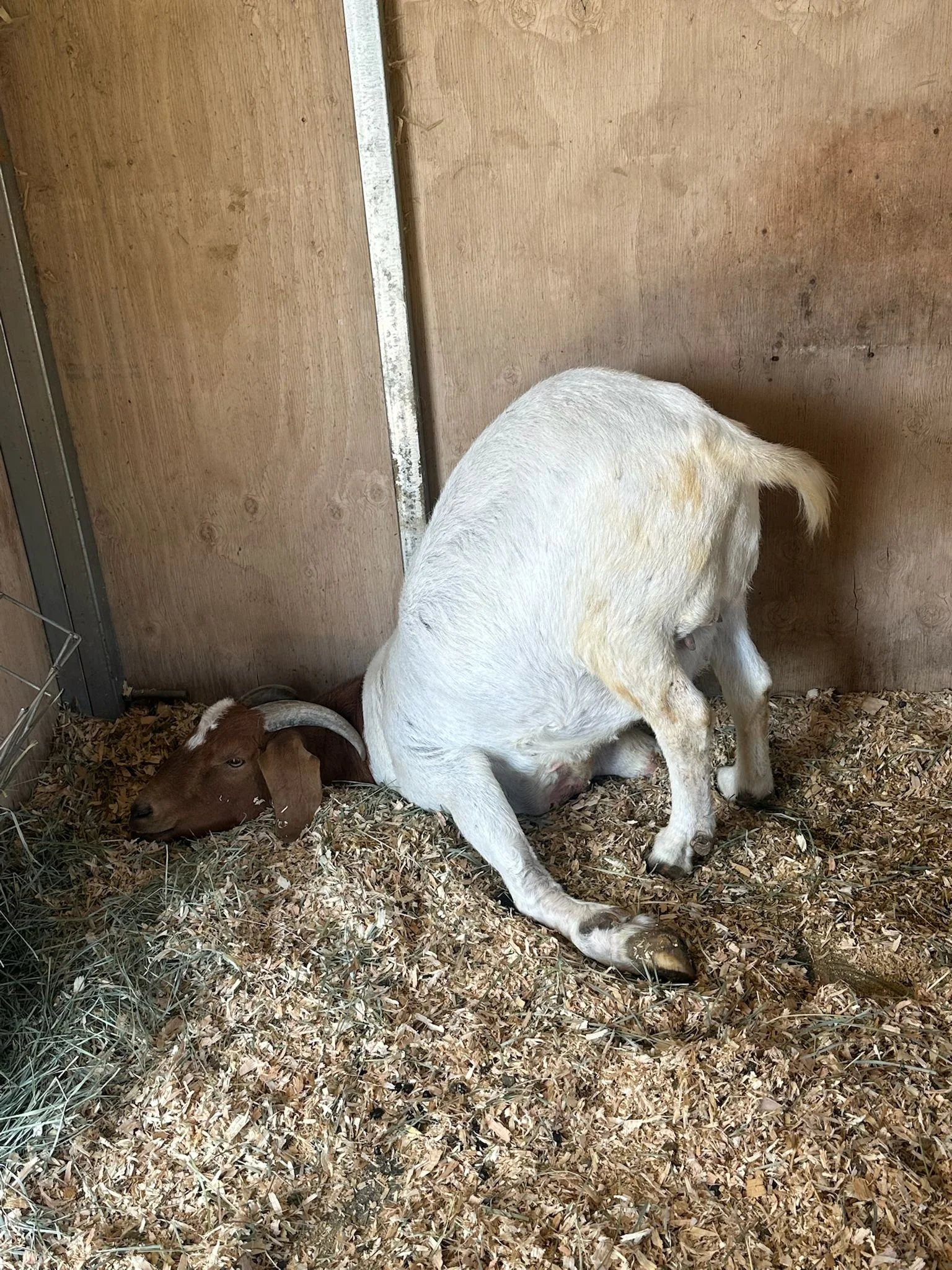 WhatsApp Image 2025-06-26 at 6.56.24 PM-3.jpeg