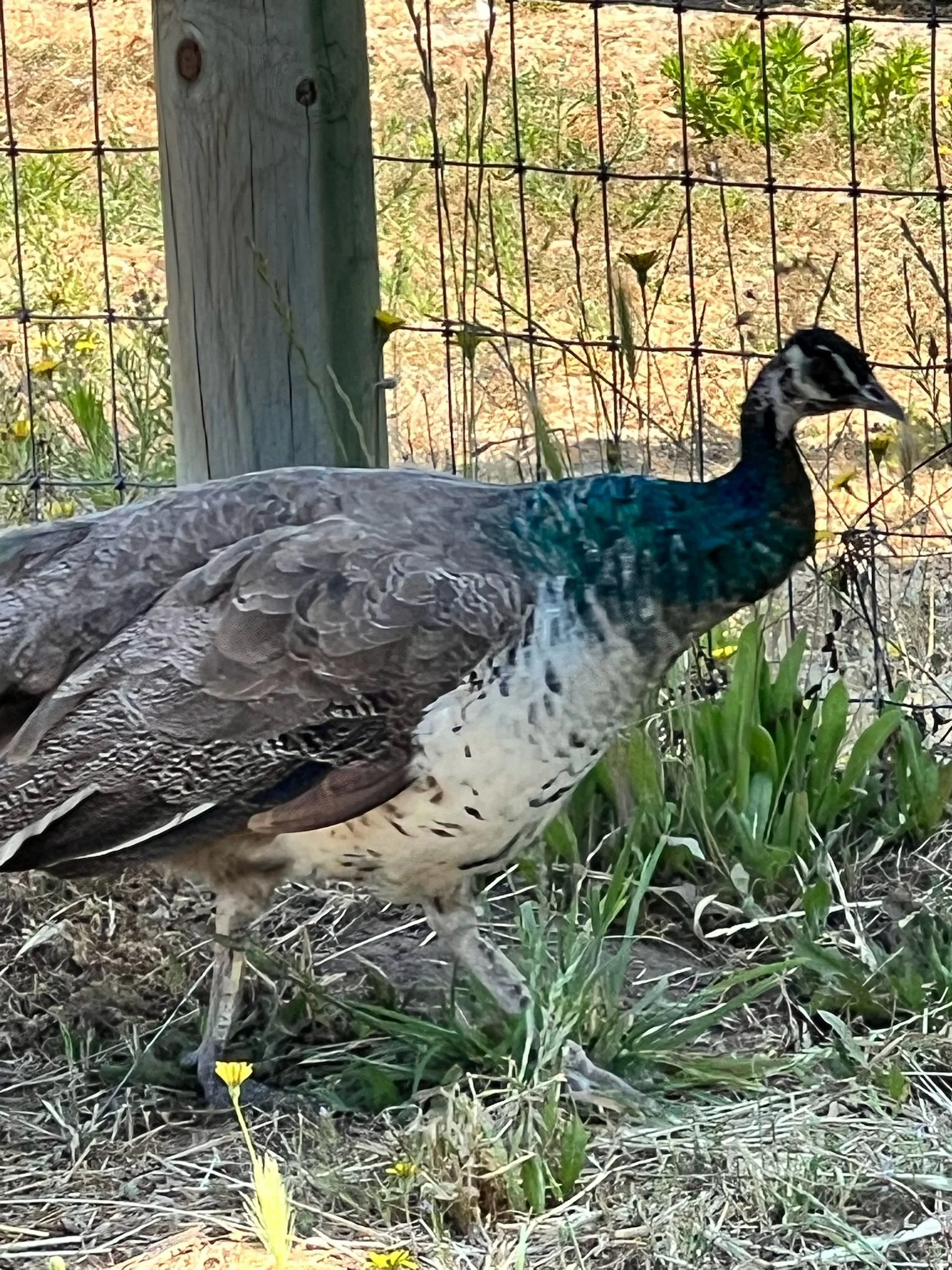 WhatsApp Image 2025-06-26 at 12.52.38 PM-2.jpeg