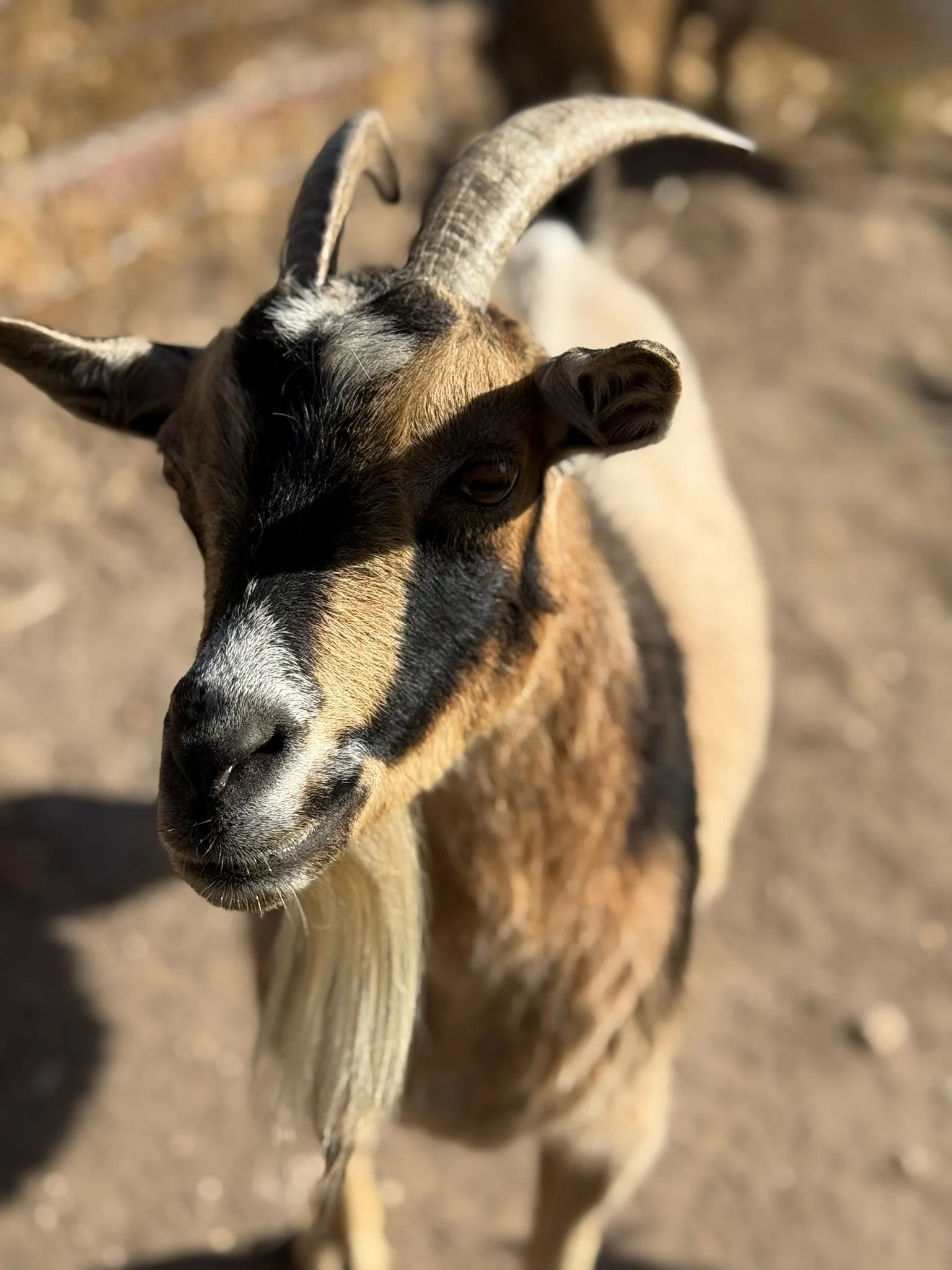 WhatsApp Image 2025-06-26 at 10.42.02 AM.jpeg