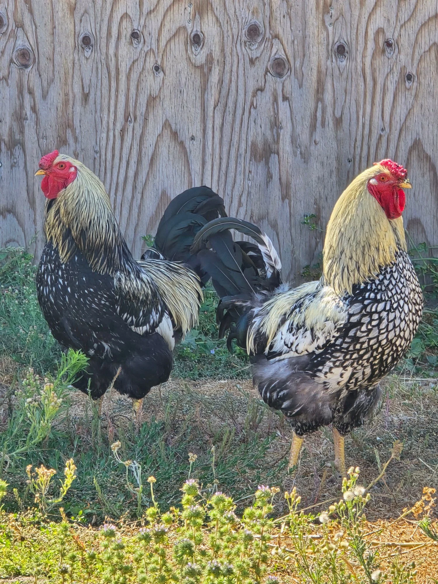 WhatsApp Image 2025-06-26 at 10.42.07 AM.jpeg