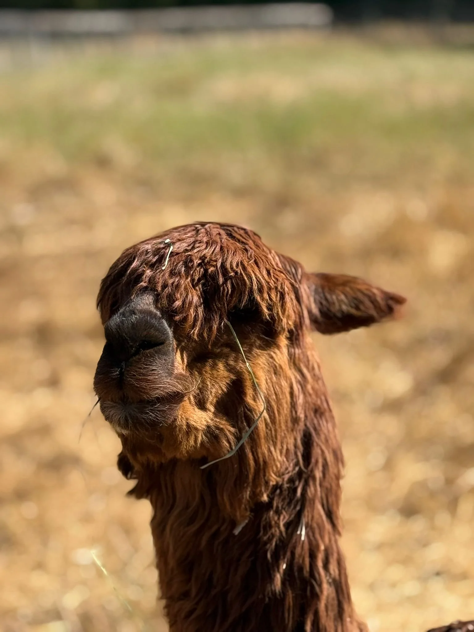 WhatsApp Image 2025-06-26 at 10.42.05 AM-2.jpeg