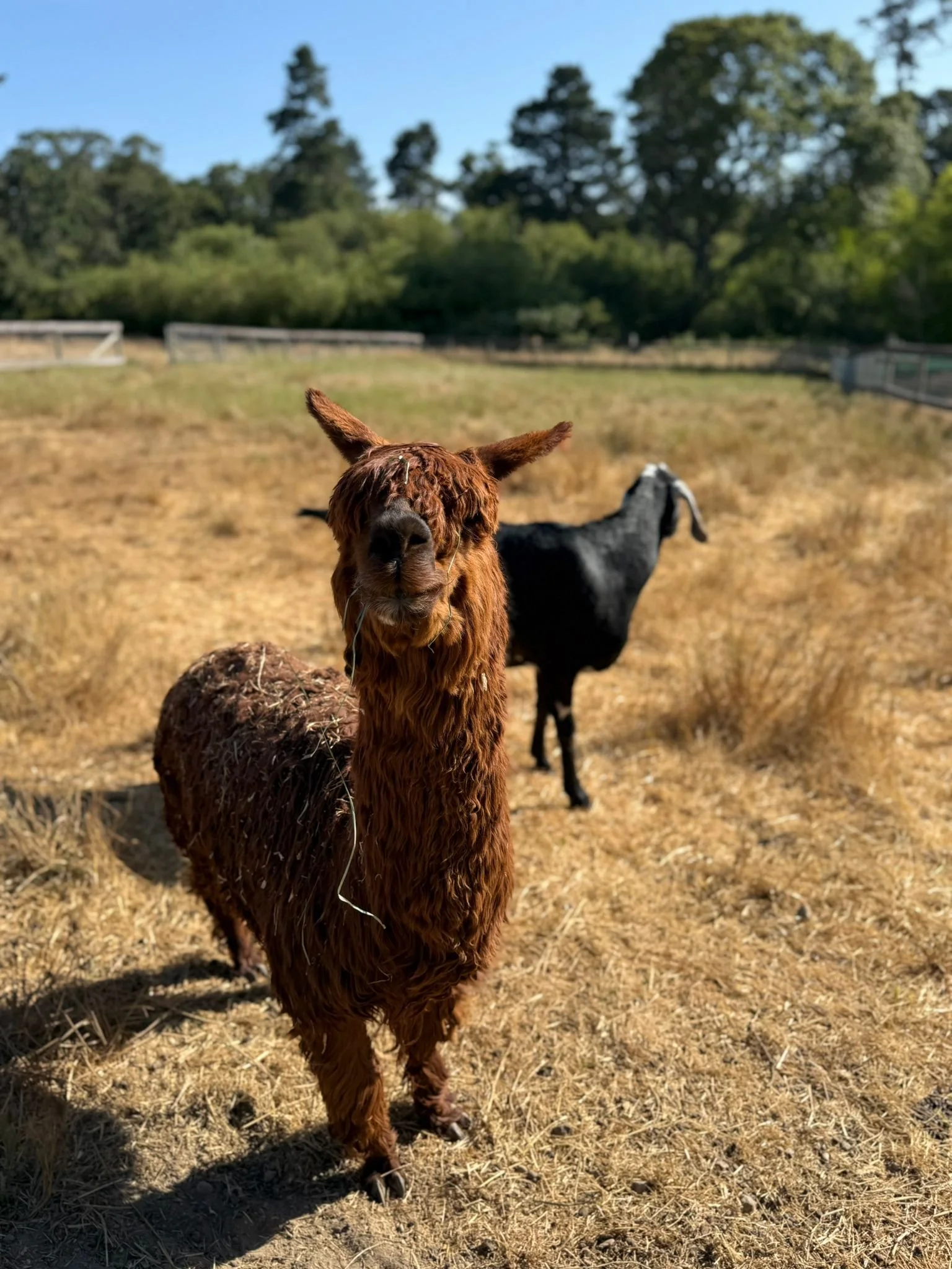 WhatsApp Image 2025-06-26 at 10.42.06 AM.jpeg