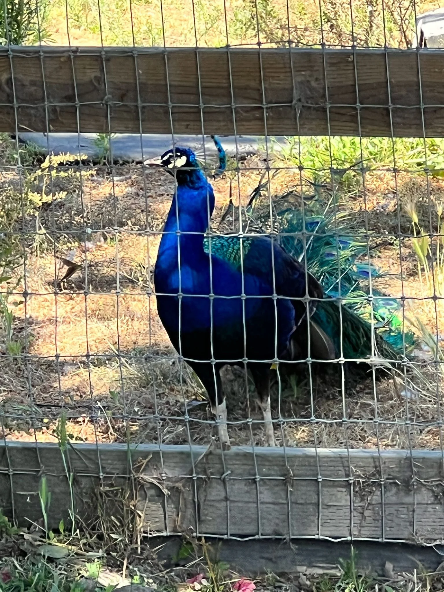 WhatsApp Image 2025-06-26 at 12.52.37 PM.jpeg