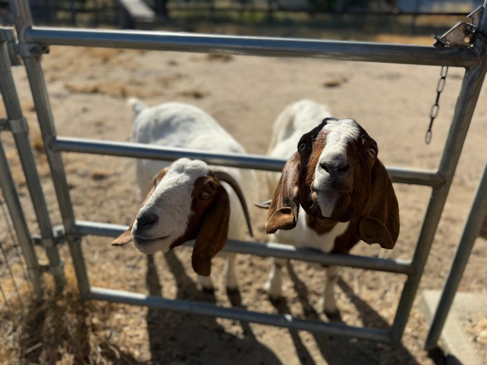 WhatsApp Image 2025-06-26 at 11.31.12 AM.jpeg