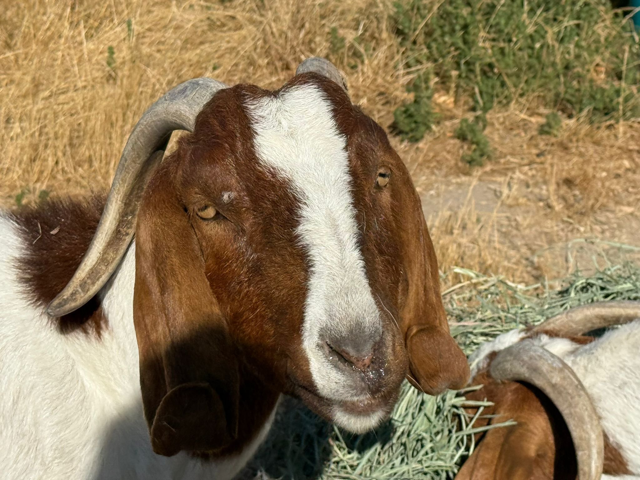 WhatsApp Image 2025-06-26 at 10.42.04 AM.jpeg