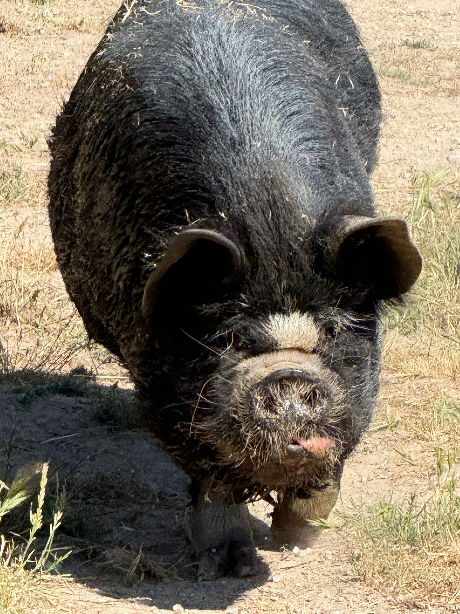 WhatsApp Image 2025-06-26 at 10.42.06 AM-3.jpeg