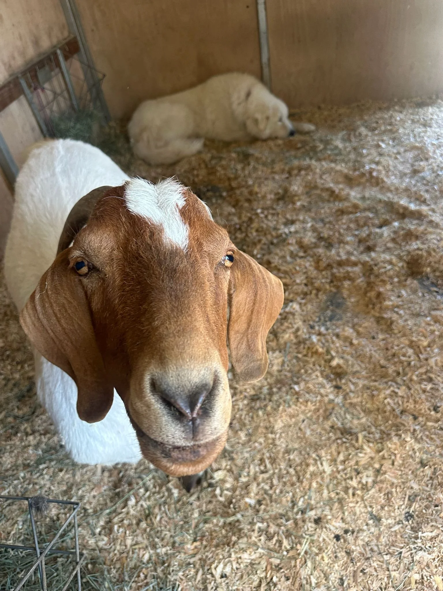 WhatsApp Image 2025-06-26 at 6.56.24 PM-2.jpeg