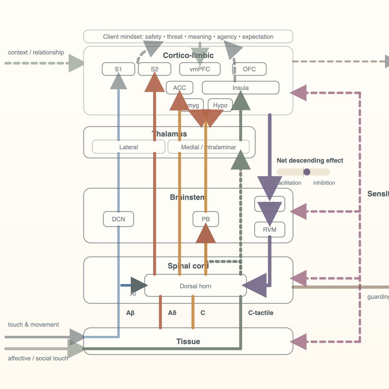 Interactive Model of Pain, Touch, and Interoceptive Modulation