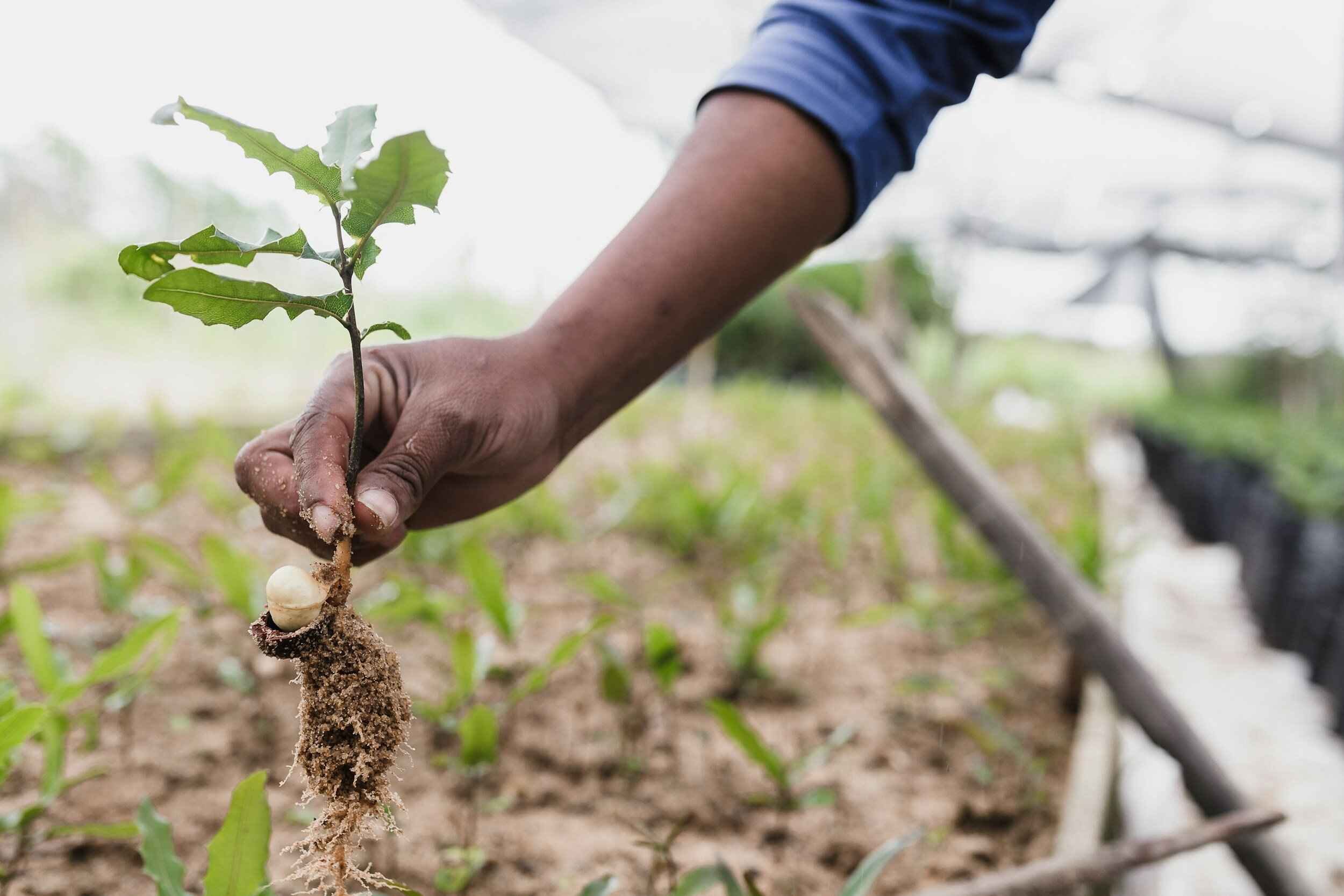 Our Mission Plantation