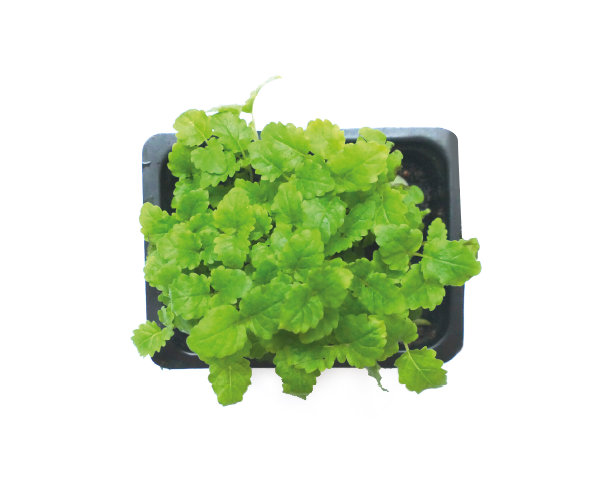 lemon balm.png