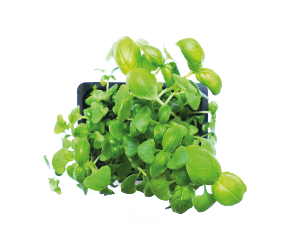 italian basil.png