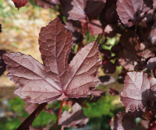 cranberry hibiscus.png