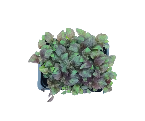 shiso red.png