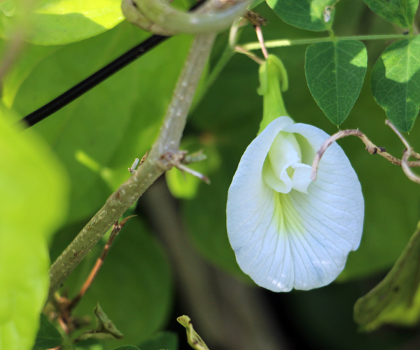 white butterfly pea.png