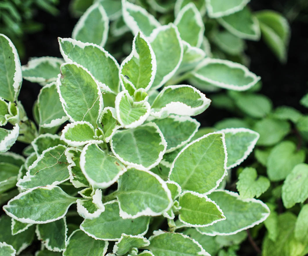 indian borage.png