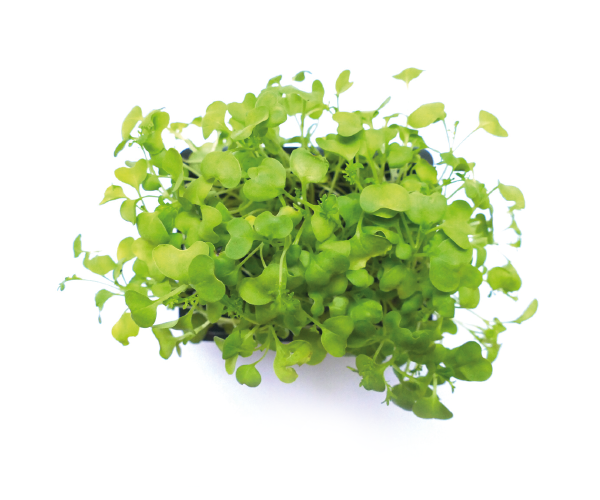 green mustard frills.png