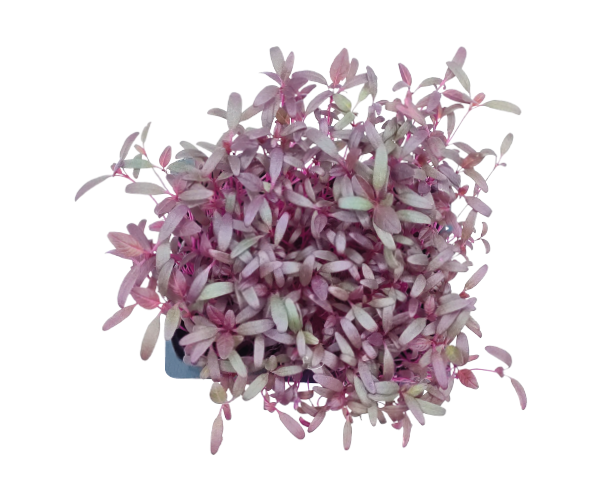 red amaranth.png