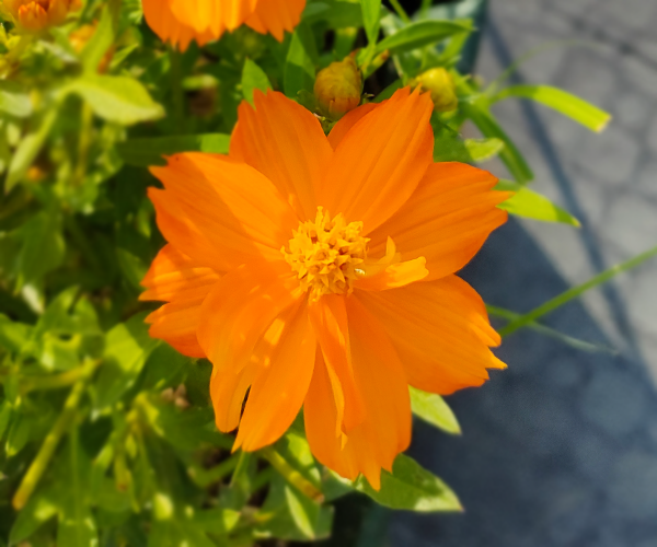 orange cosmos.png