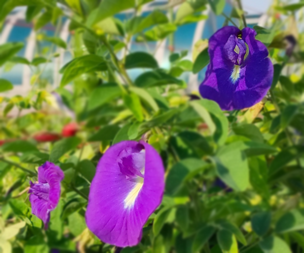 butterfly pea.png