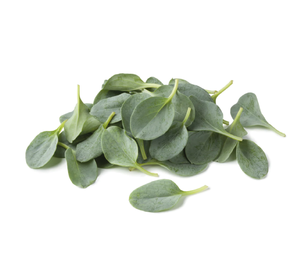 oyster leaf.png