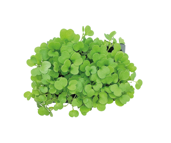 arugula.png