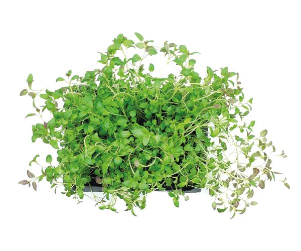 thyme.png
