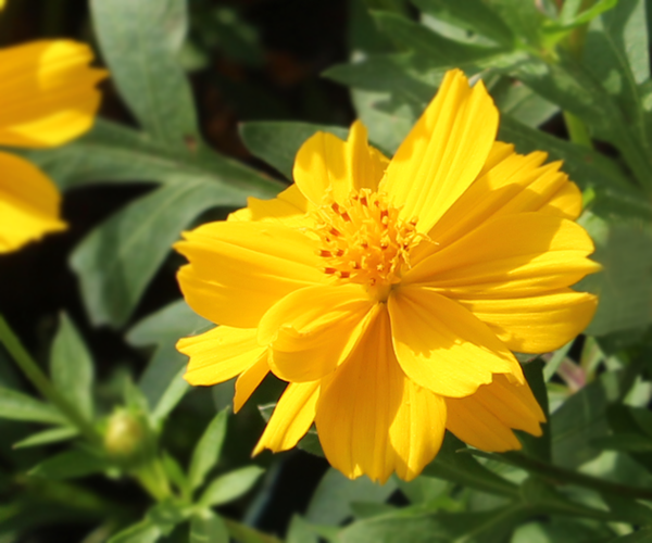 yellow cosmos.png