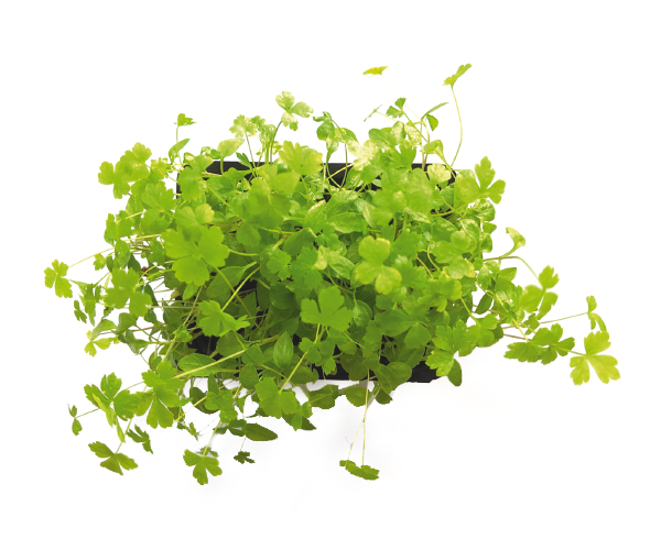 parsley.png