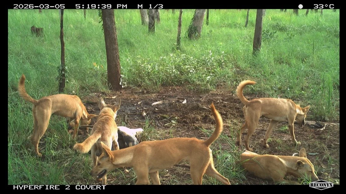 The feral animal team up close and personal with the risks to country out in the Mimal IPA last week.

This lot were captured in the camera traps as part of Mimal&rsquo;s pig monitoring program.

🐗🐃