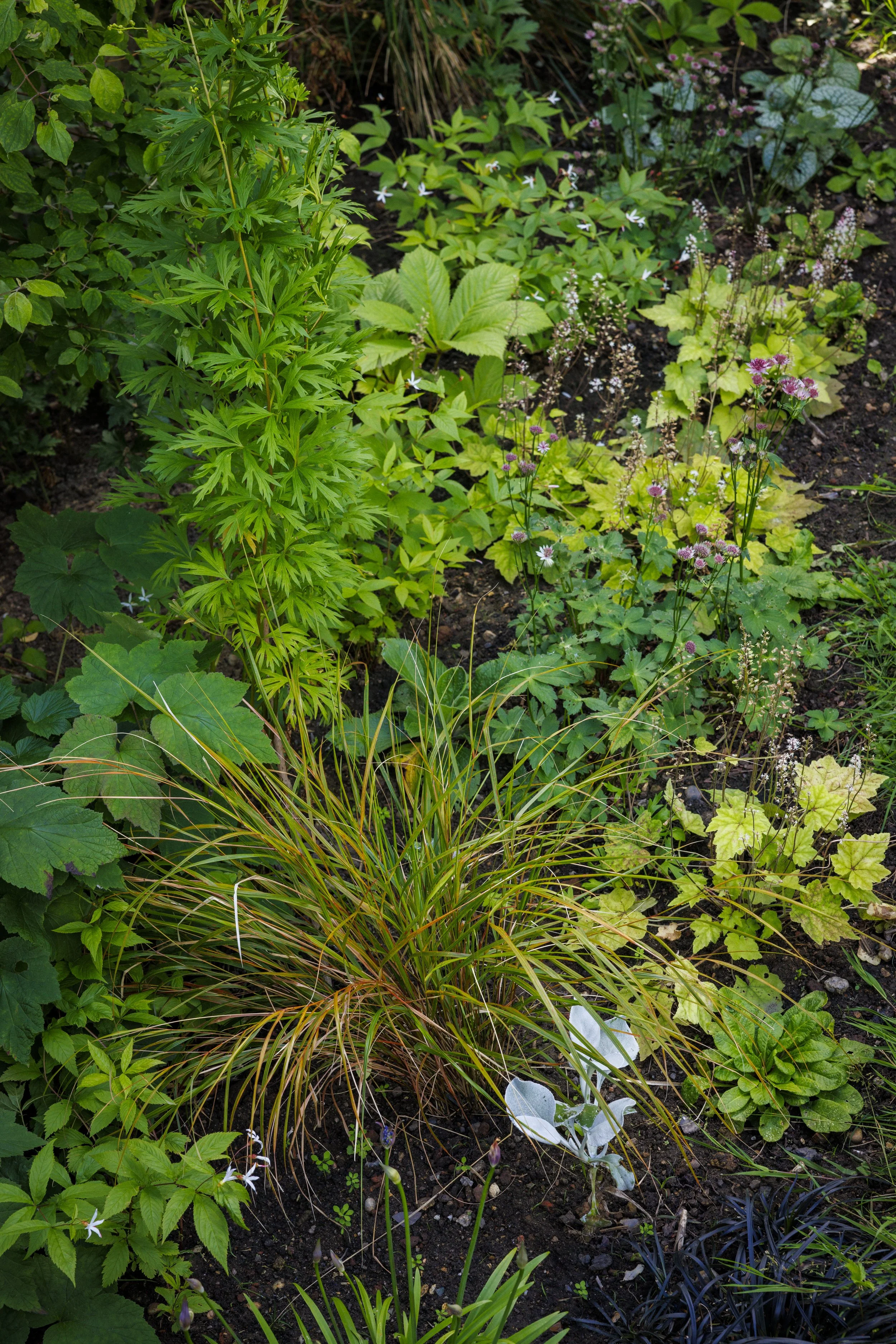 garden-12.jpg
