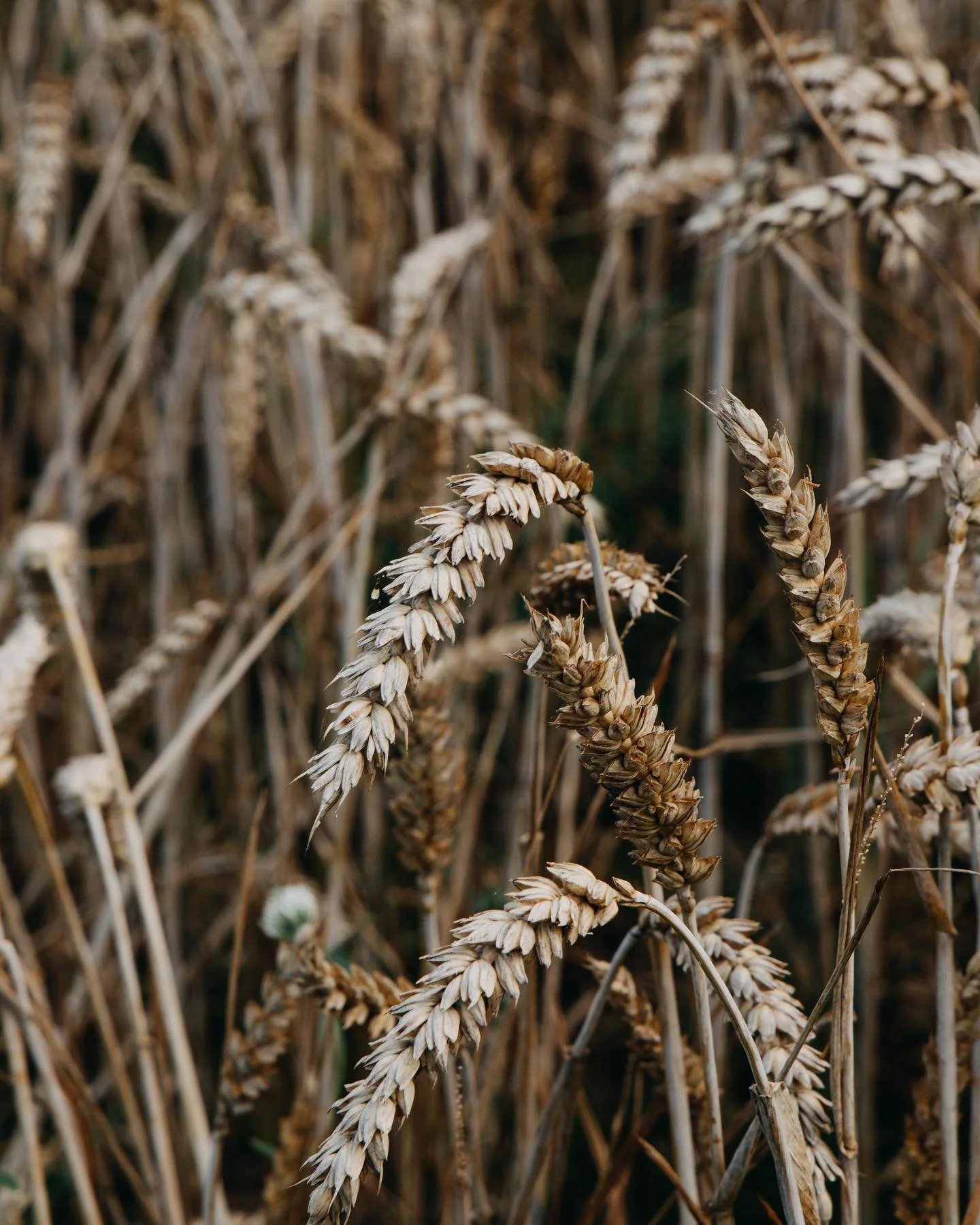 New Photographs from the Field 🌾 #hofundland #geliebternorden @hofundland #landmagazin #landundforst #landliebe #geliebternorden #heitersummer #ernte #meinschleswigholstein